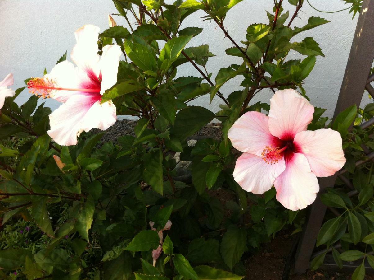 Bungalow La Datura El Paso Ngoại thất bức ảnh
